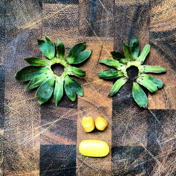 Pill Face- Pills with Personality™ by Eran Thomson / Find them all at http://PillFace.com