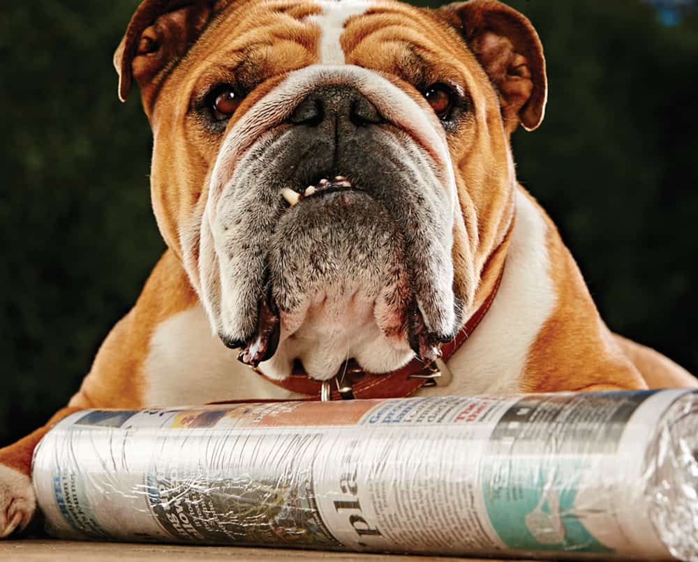 Fairfax Media Ad for Weekend Newspapers via The Royals, Sydney, CW Eran Thomson