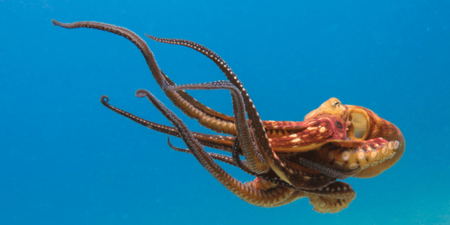 The Octopus Movement, multipotentialite, eran thomson,