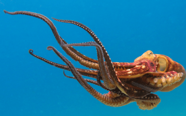 The Octopus Movement, multipotentialite, eran thomson,
